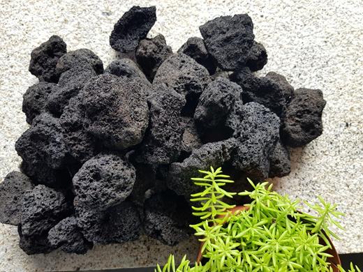 ANS Black Rose M (15-25cm) 20kg