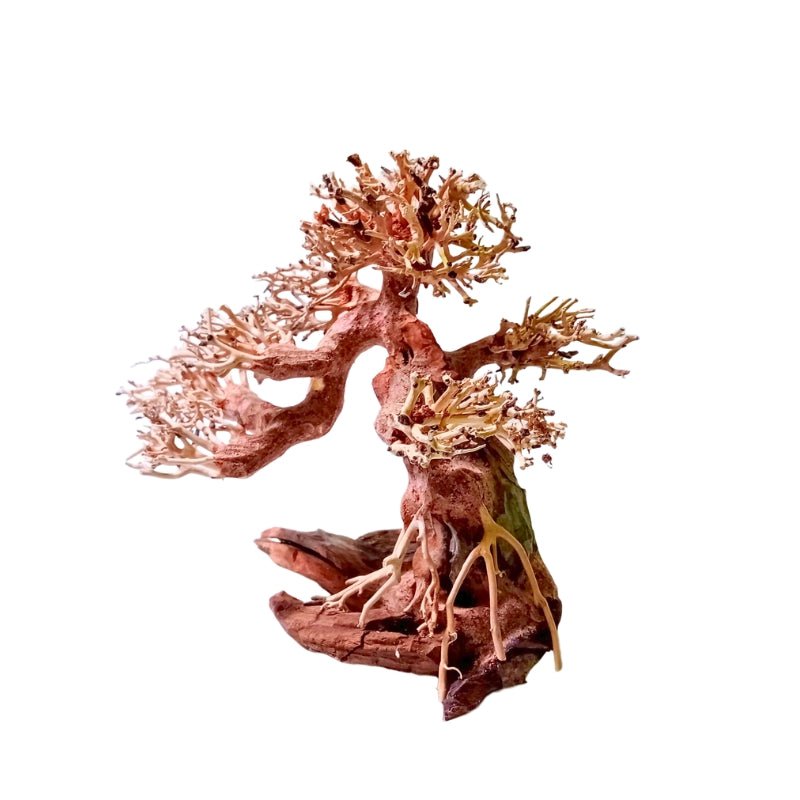 ANS Bonsai Tree 17 (SSS / SS / MS / L/ XXL)