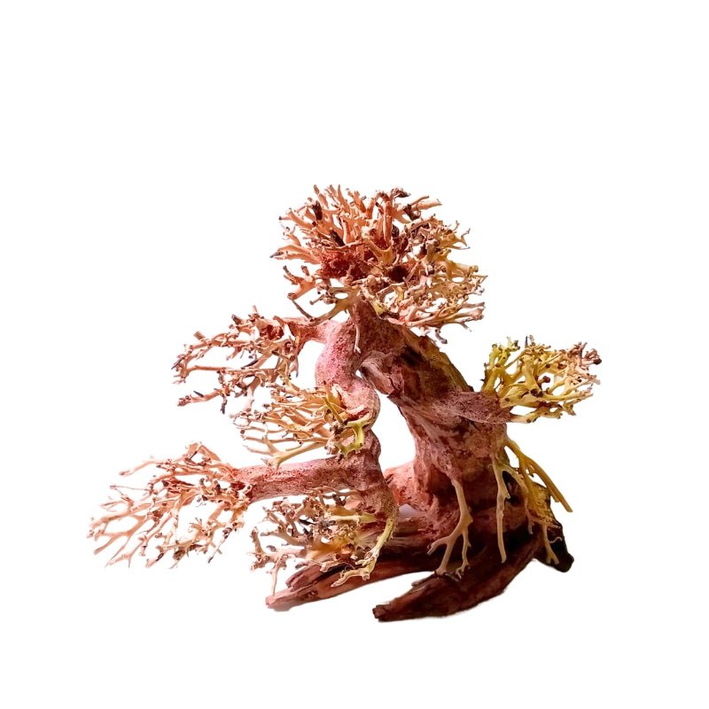 ANS Bonsai Tree 17 (SSS / SS / MS / L/ XXL)