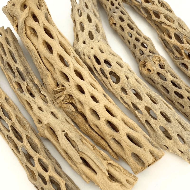 ANS Cholla Wood S/M (shrimp wood)