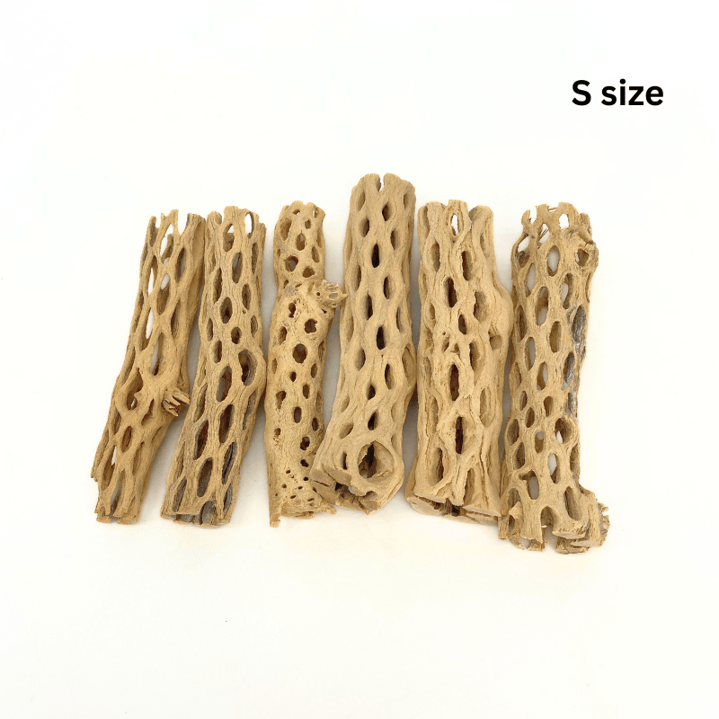 ANS Cholla Wood S/M (shrimp wood)