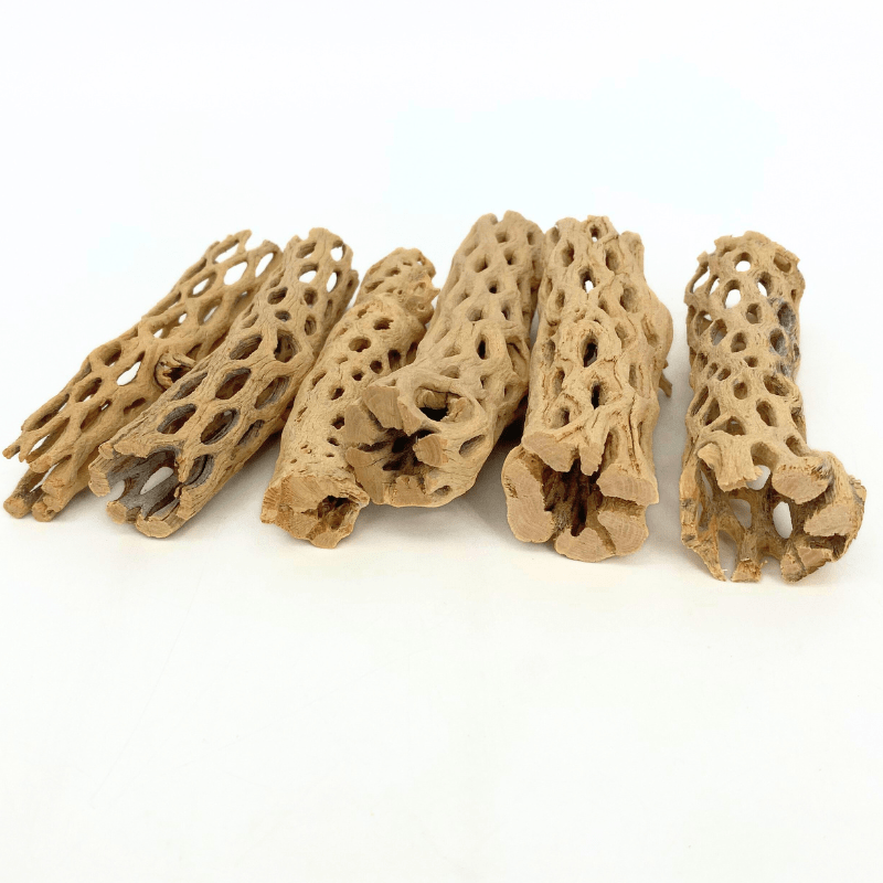 ANS Cholla Wood S/M (shrimp wood)