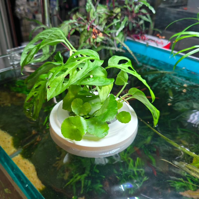 ANS Floating Planter (XS/S/M/L)