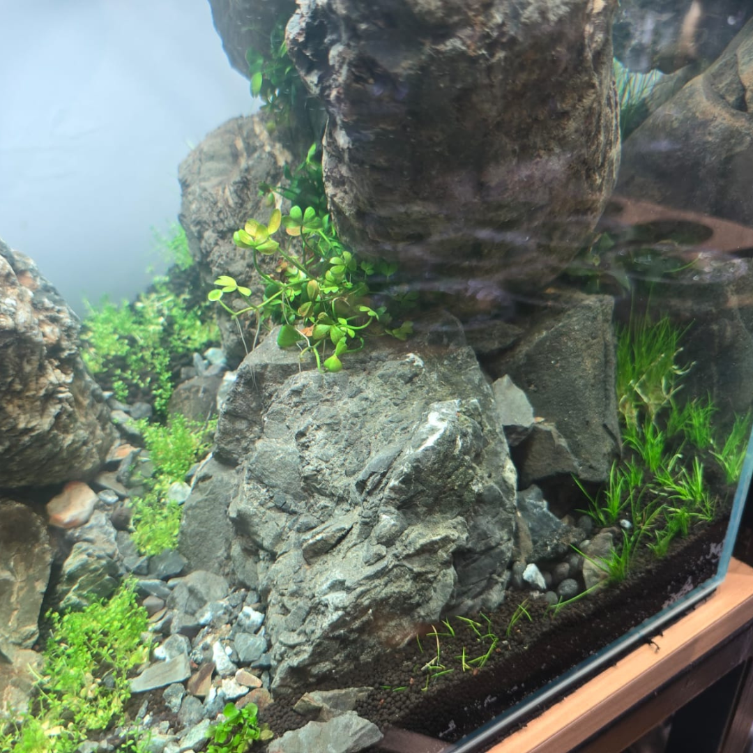 ANS Turly Rocks 20kg Box (S , M , L)