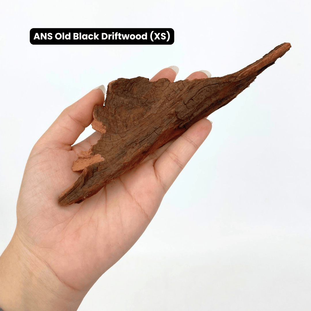 ANS Old Black Driftwood (Various size)