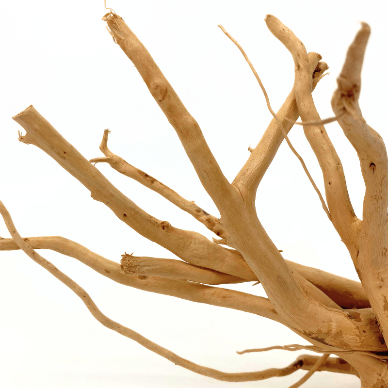 ANS Spider Wood Deco (Various size)