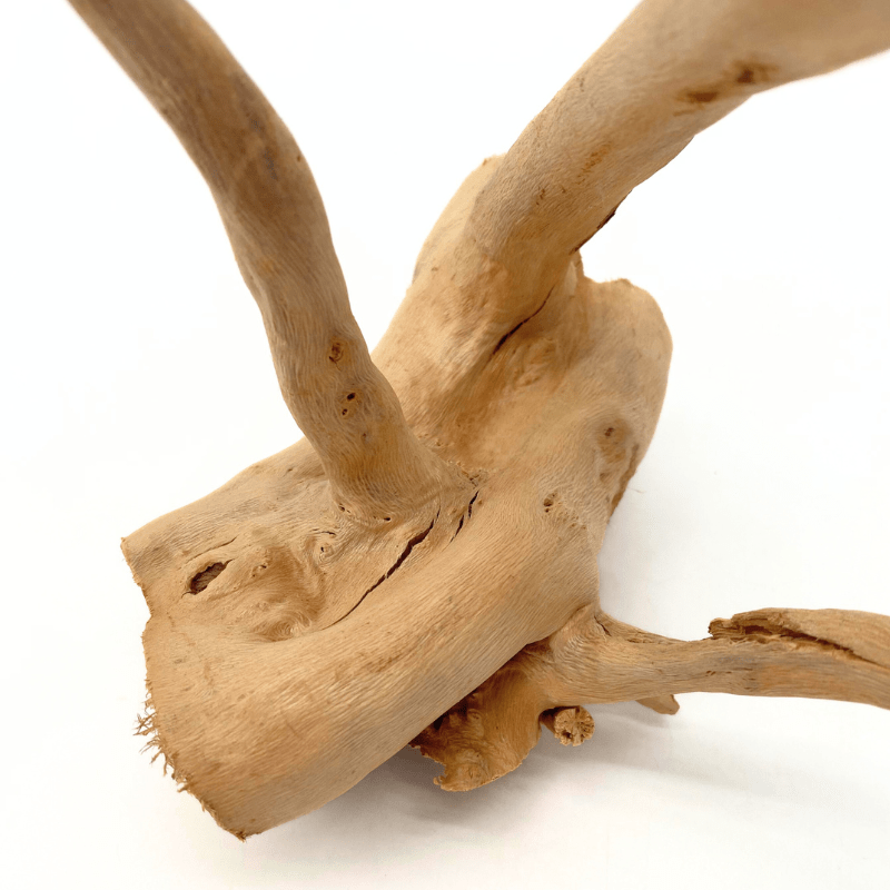 ANS Spider Wood Deco (Various size)