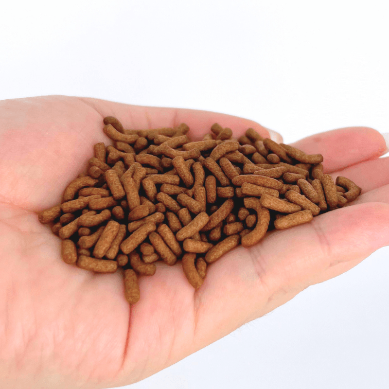 ANS Arowana Food Stick 800g (high protein with excellent colouration)