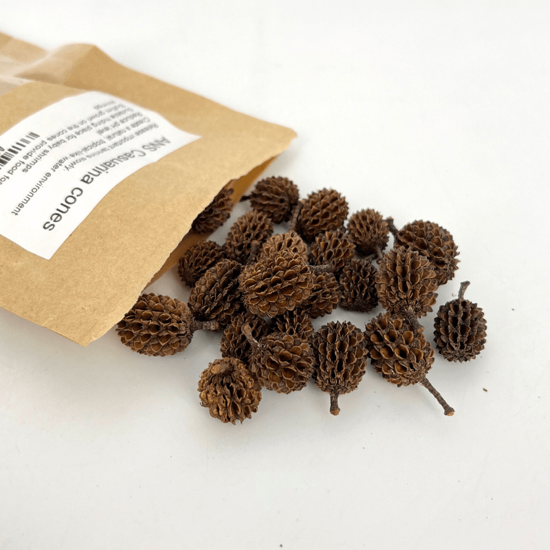 ANS Casuarina Cones Aquarium