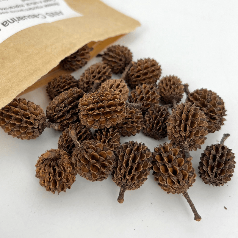 ANS Casuarina Cones Aquarium