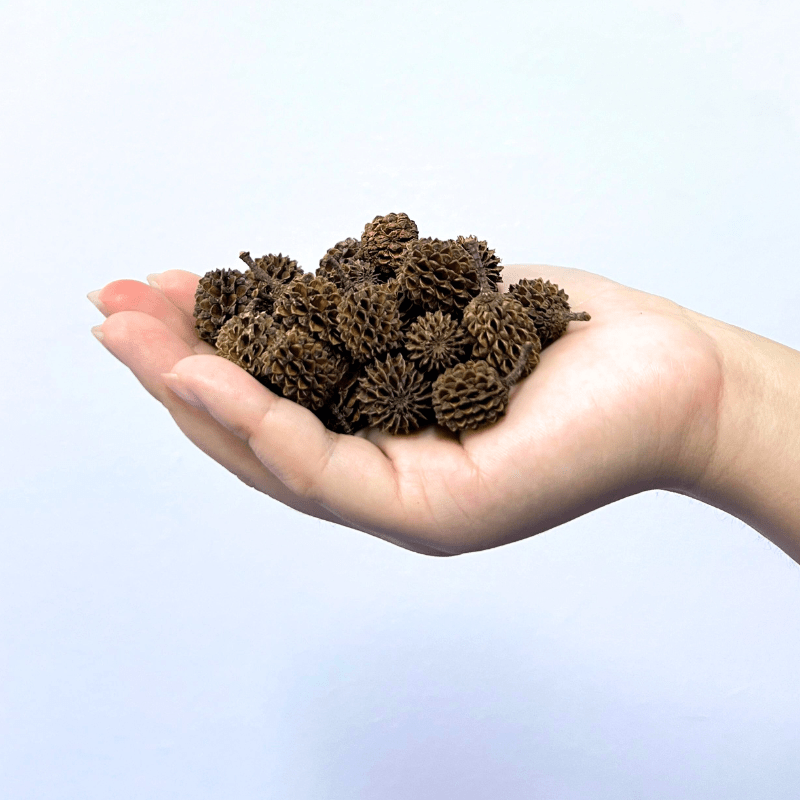 ANS Casuarina Cones Aquarium