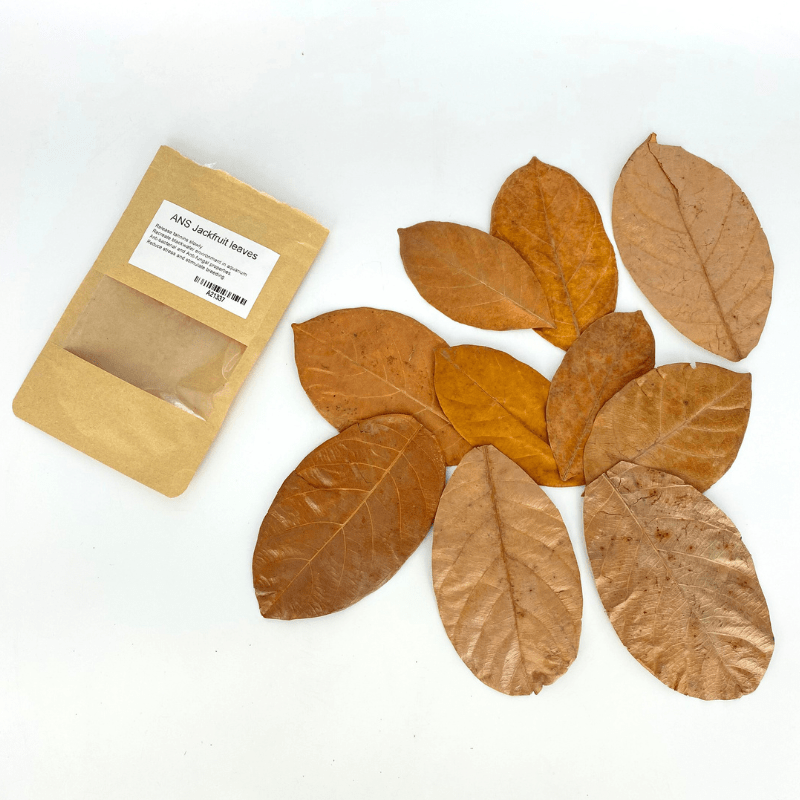 ANS Jackfruit Leaves