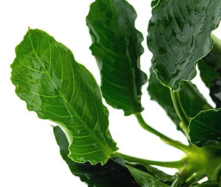 Dennerle Anubias barteri var.nana ´Kirin´