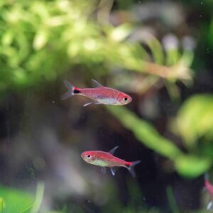 Ruby Tetra