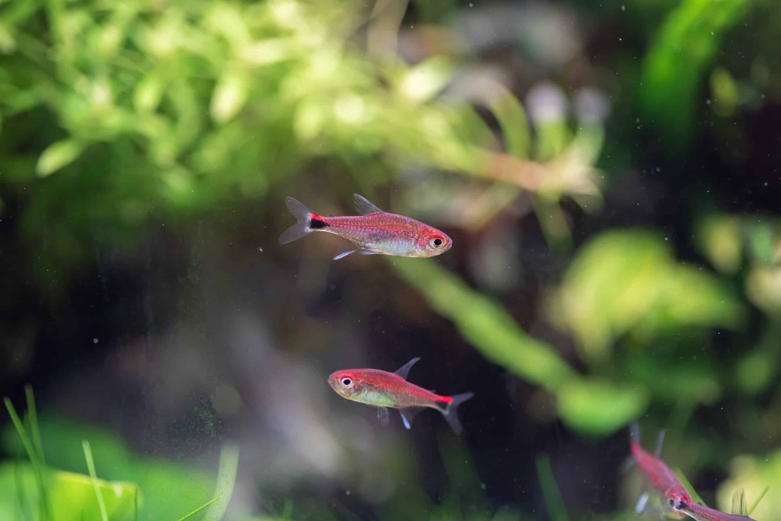Ruby Tetra