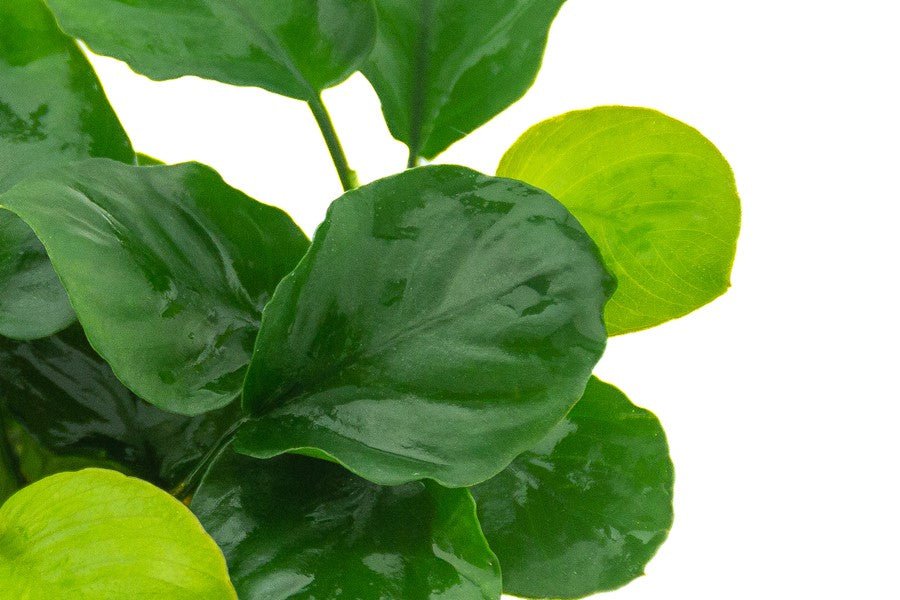 Dennerle Anubias barteri ´Coin Leaf´