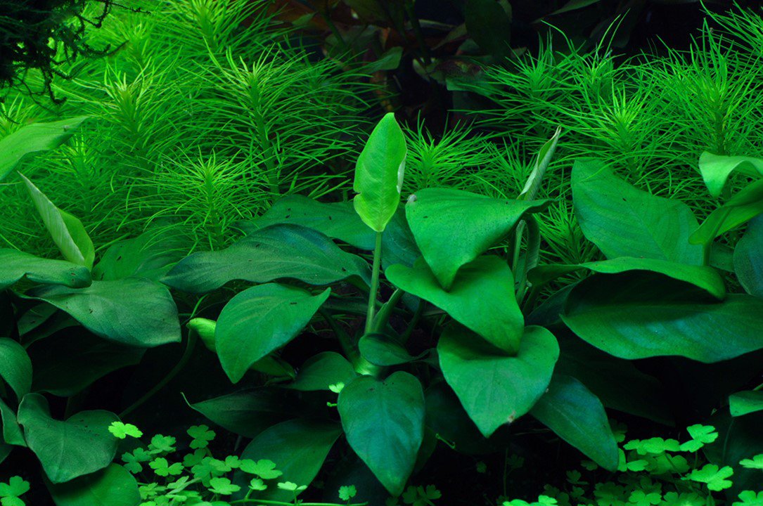 Tropica Anubias barteri nana 1-2-Grow!
