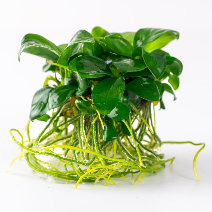 Tropica Anubias barteri nana 1-2-Grow!