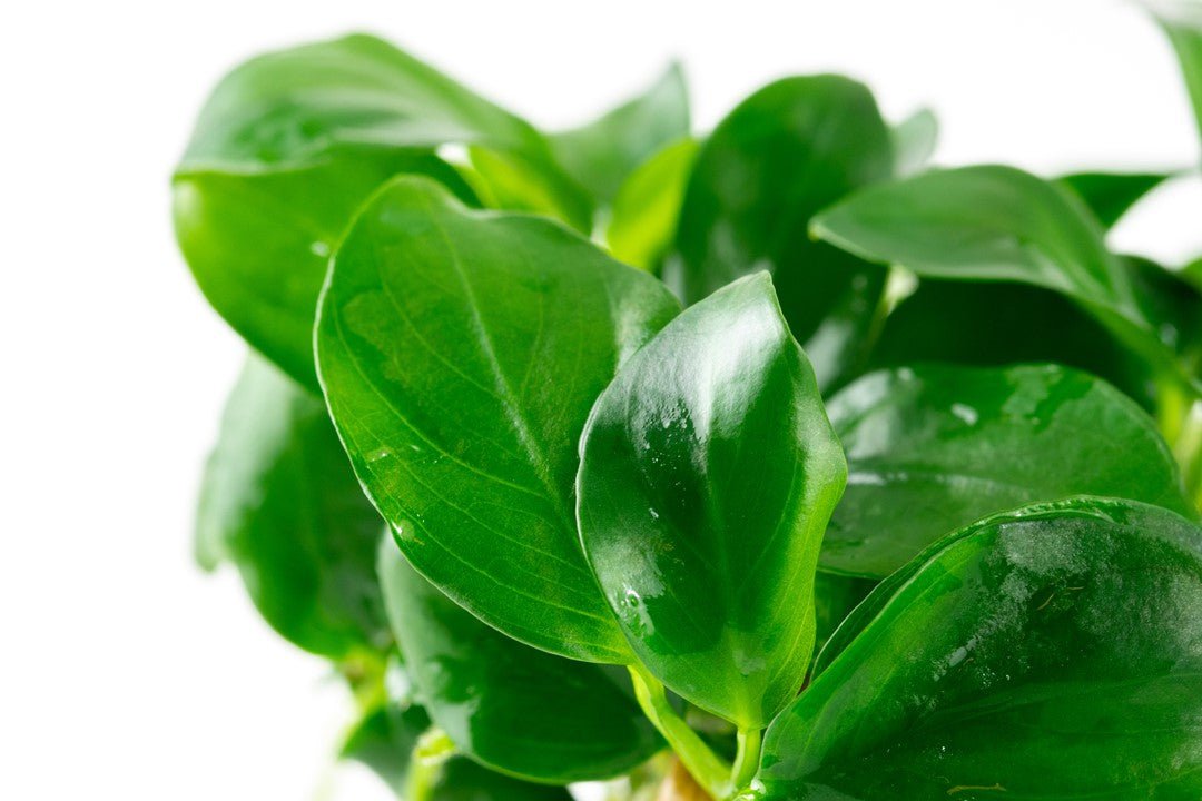 Tropica Anubias barteri nana 1-2-Grow!