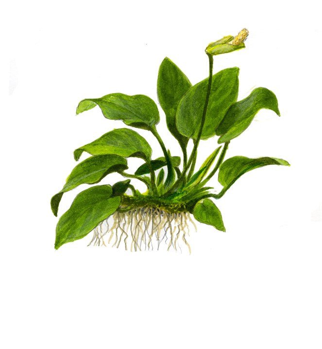 Tropica Anubias barteri nana 1-2-Grow!