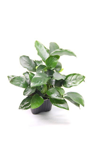 Dennerle Anubias barteri nana ´Bigfoot´ XL