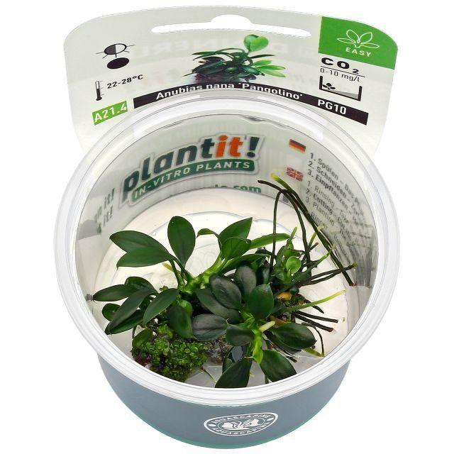 Dennerle Anubias nana Pangolino