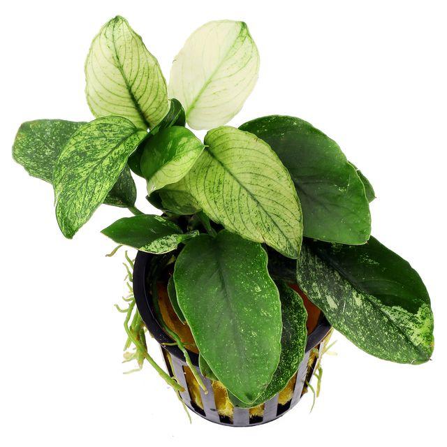 TCulture Anubias nana Pinto (Pot/TC Cup)