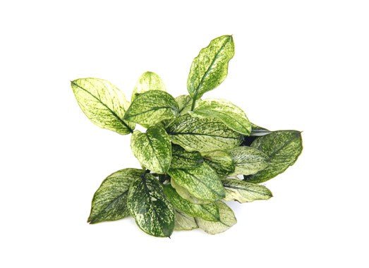 Dennerle Anubias Nana Pinto