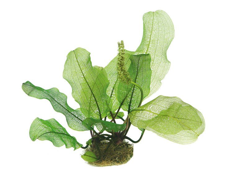 DENNERLE APONOGETON MADAGASCARIENSIS