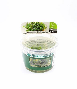 Dennerle Bucephalandra Micrantha 'Needle Leaf' In-Vitro