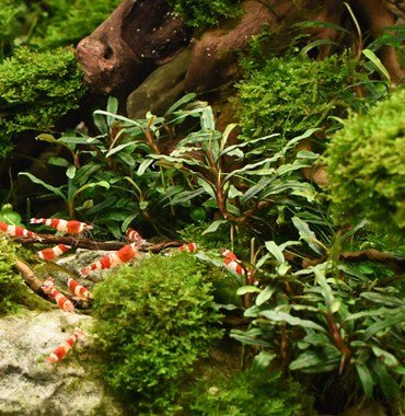 Dennerle Bucephalandra Micrantha 'Needle Leaf' In-Vitro