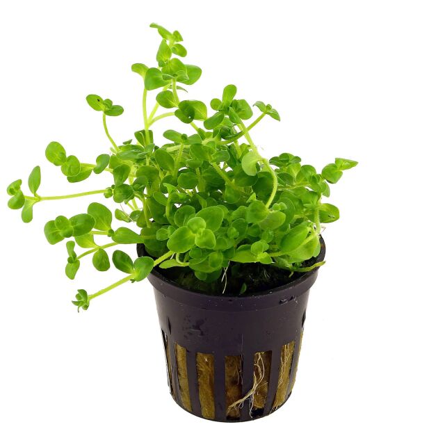 TCulture Bacopa Australis (Pot)