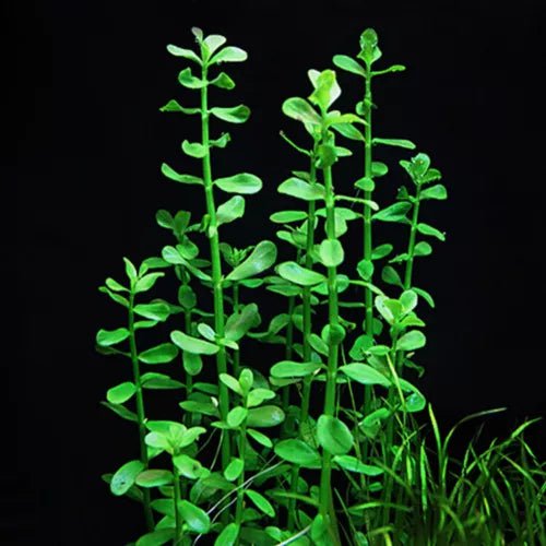 TCulture Bacopa Monnieri (Pot)