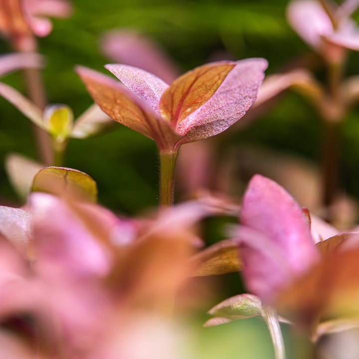 Dennerle Bacopa Salzmannii 'Purple'
