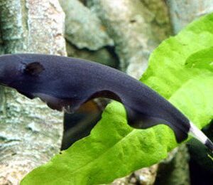 Black Ghost Knife fish