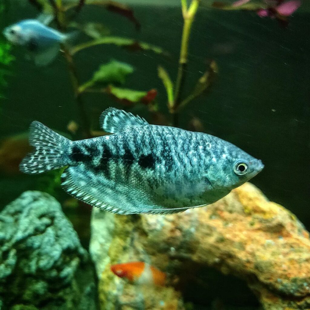 Blue Gourami