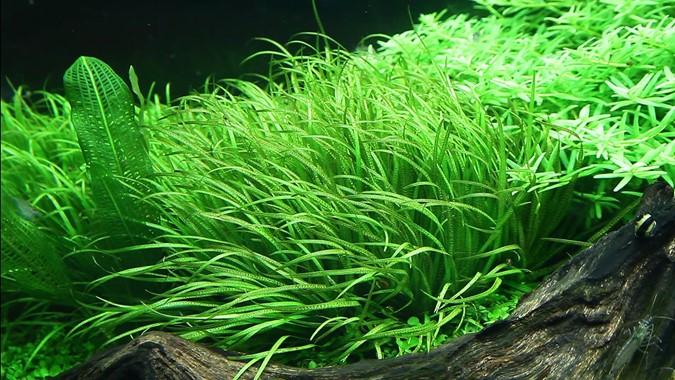 Tropica Blyxa Japonica 1-2-GROW!