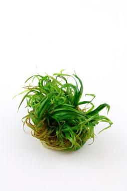 Tropica Blyxa Japonica 1-2-GROW!