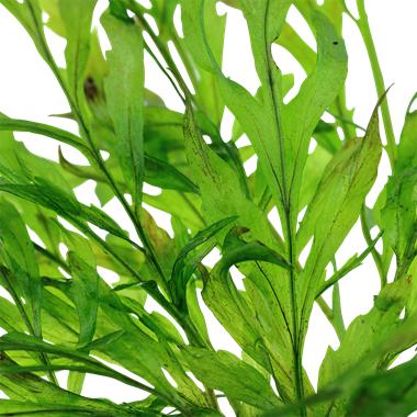 Bolbitis heudelotii Tropica Pots