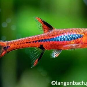 Mosquito Rasbora