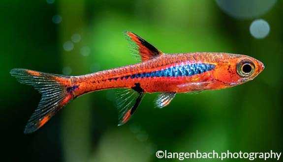 Mosquito Rasbora
