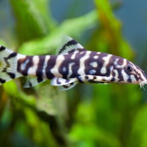 Botia Loach