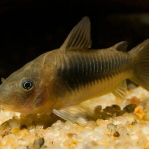 Bronze Corydoras