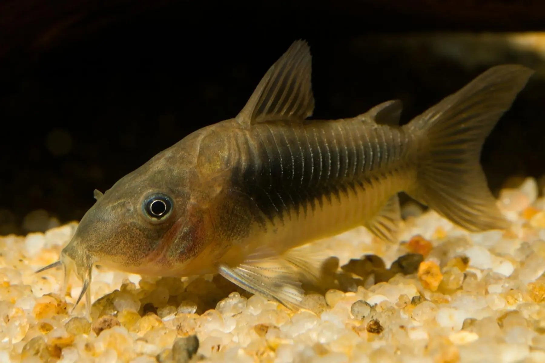 Bronze Corydoras