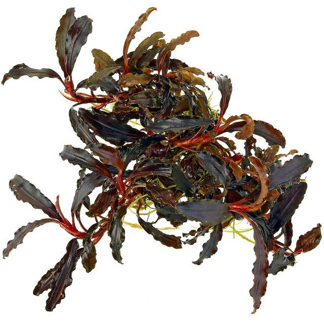 Tropica Bucephalandra 'Kedagang' 1-2-Grow!