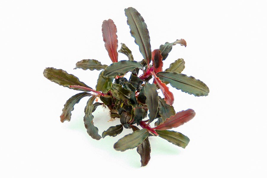 Dennerle Bucephalandra sp. ´Red Scorpio´ (Pot)
