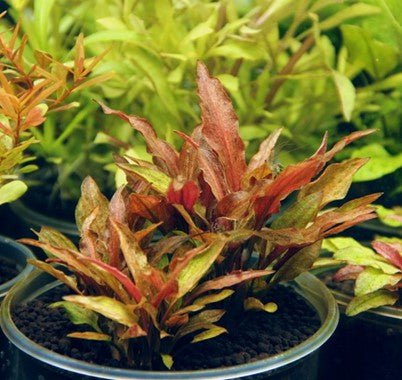 Dennerle Cryptocoryne walkeri var.legroi
