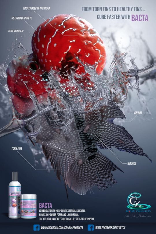 CZ Aqua Bacta 100ml (Cure Bacterial Infection Fish Parasites Swollen L