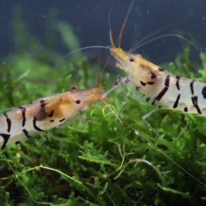 Tiger shrimp