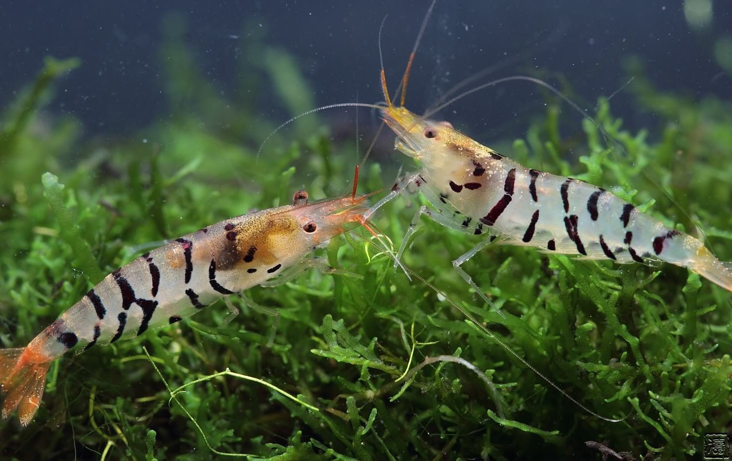 Tiger shrimp